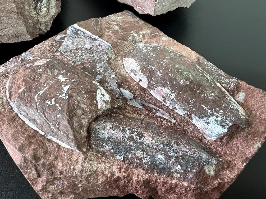 Палеонтологічні цінності, віком 443 мільйони років, намагались вивезти з України (фото)